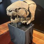ツーソンジェムショーの化石