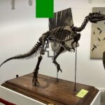 ツーソンジェムショーの化石