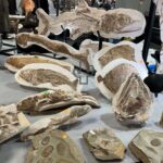 ツーソンジェムショーの化石