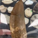 ツーソンジェムショーの化石