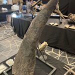 ツーソンジェムショーの化石