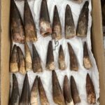 ツーソンジェムショーの化石