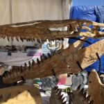 ツーソンジェムショーの化石