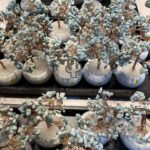 ツーソンジェムショーの天然石や鉱物