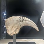 ツーソンジェムショーの化石