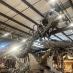 ツーソンジェムショーの化石