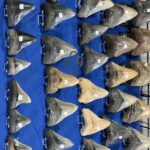 ツーソンジェムショーの化石