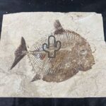 ツーソンジェムショーの化石